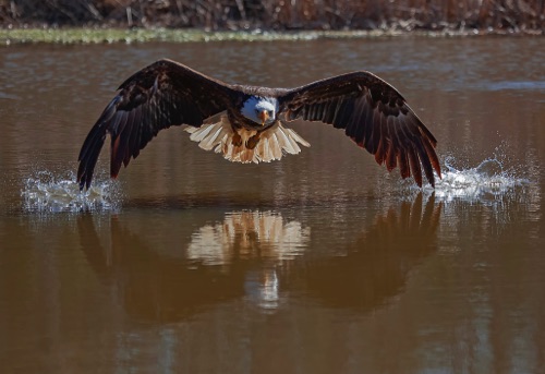 _MG_6628 - Bald Eagle, Wind Double touch straighten.jpg